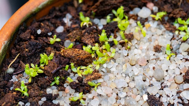 Botanikům v Troji se podařilo rozmnožit vzácnou masožravou rostlinu láčkovku uťatou, která je schopná pozřít i malého hlodavce.
