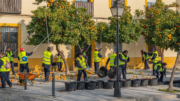Sklízení pomerančů v Seville.