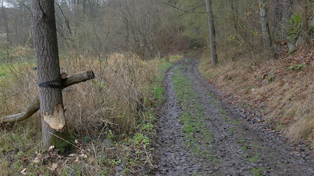 Stopy dokazujc vskyt bobr jsou patrn napklad i v dol eky Balinky nedaleko Velkho Mezi.