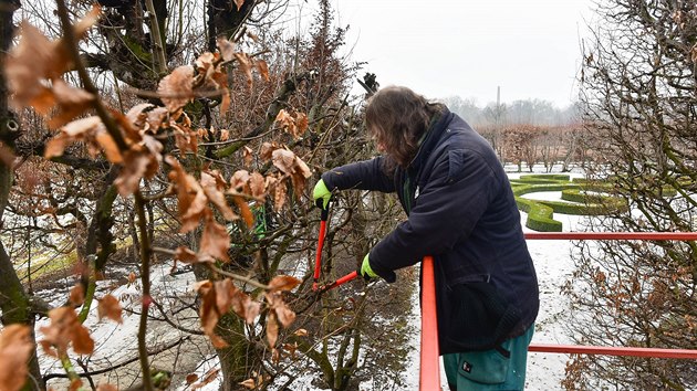 Loubí v kroměřížské Květné zahradě se ořezává ručně každé dva roky.