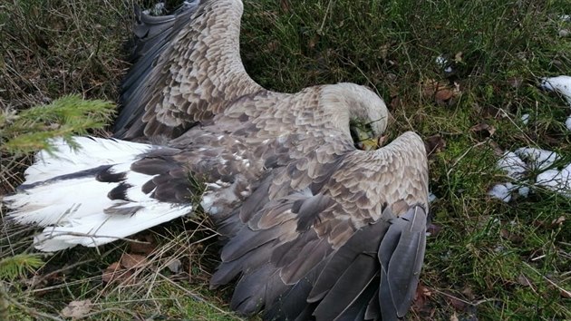 U Sedlice nedaleko Rožmitálu pod Třemšínem na Příbramsku bylo nalezeno 16 mrtvých zvířat včetně orla mořského, dvou jestřábů a tří kání lesních. (21. 2. 2021)