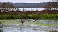 Laguna de Fuente de Piedra