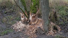 Nyn�j�í období je i ideální p�íle�itostí spat�it viditelné stopy bobr� -...