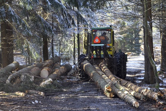 K likvidaci a asanaci kůrovcového dřeva nyní dochází ve většině lesních porostů...