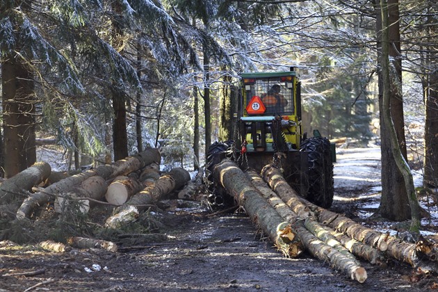 Vlastníci lesů musejí odvézt dřevo napadené kůrovcem, hrozí jim pokuta