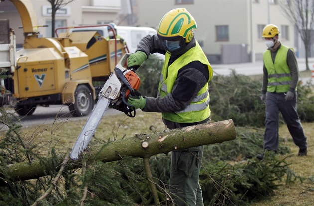 Žďár začal s obnovou stromořadí, stromy pokácí hned v devíti ulicích