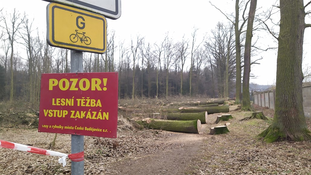 U českobudějovické Zavadilky pokáceli duby, naštvaní lidé čtyři zachránili