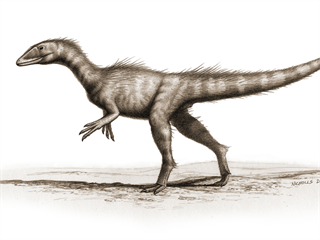 Vývojově primitivní zástupce skupiny Coelophysoidea Dracoraptor hanigani byl...
