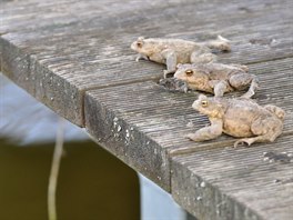 Práv k vodním plochám se áby i olci kadé jato potebjí a snaí dostat.