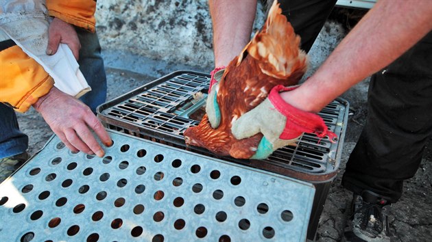 Prodej slepic malochovatel�m ve Svatav�