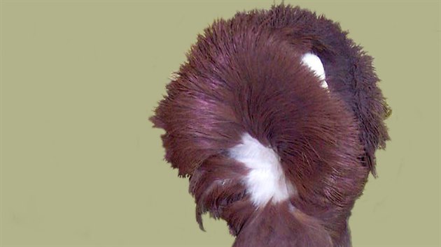 Holub parukář. Patří mezi nejstarší plemena holuba domácího. Charakterizuje ho extrémně prošlechtěné opeření na hlavě a krku, které tvoří vysoký uzavřený límec zakrývající hlavu. V malých počtech se chová po celém světě.