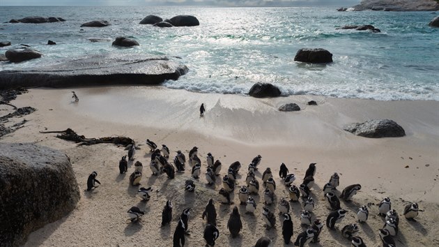 Domov tučňáků afrických - na pláži Boulders beach žije kolonie tří tisíc těchto roztomilých a zvídavých stvoření.