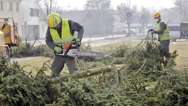 Kcen starch strom ve rsk Bezruov ulici. Projekt pot s pokcenm celkem 113 devin ve mst a vysazenm vce ne trojnsobku novch.