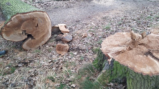 Obyvatele eskobudjovick Zavadilky tvou vykcen duby. Vedlej pina je oblben dky prochzkm.