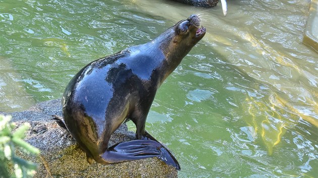 Zoo Lešná přišla během koronavirové krize s nápadem půjčovat zvířata na víkend. I když šlo jen o virtuální půjčení, lidé byli nadšení.