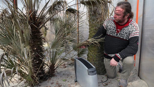 Majitel zoo v Plasích na Plzeňsku Petr Neuman sčítá škody. Poté, co nezaplatil zálohy, mu byla zastavena dodávka plynu. Některé palmy, mořské ryby a korály chladné počasí nepřežily. (4. 3. 2021)