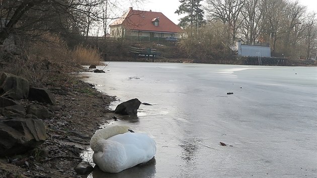 Na Boleváku v Plzni uhynuly čtyři labutě. Záchranáři se domnívají, že za to mohou lidé, kteří je krmí pečivem. Jeden z uhynulých ptáků ležel na ostrově uprostřed rybníka.