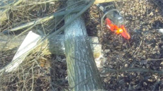 Brn�n�tí strá�níci p�istihli mu�e, který pokácel a roz�ezal cizí strom.