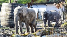 Zoo Lená pila s nápadem pjovat zvíata na víkend. I kdy jde jen o...