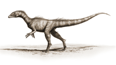 Vývojově primitivní zástupce skupiny Coelophysoidea Dracoraptor hanigani byl...