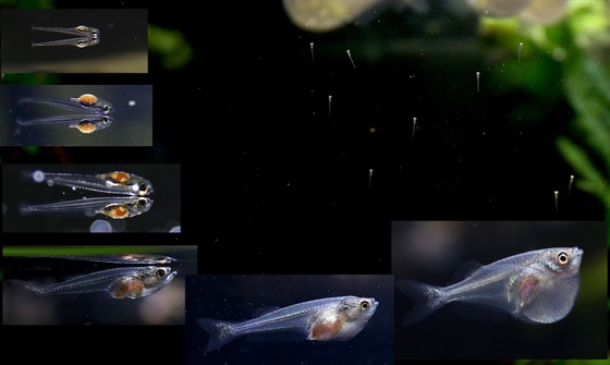 Vývojová stadia „létajících“ rybiček sekernatek, jejichž odchov se daří v...