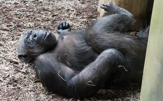 Chybějící návštěvníky vynahrazuje šimpanzům ze Safari Parku Dvůr Králové a Zoo...