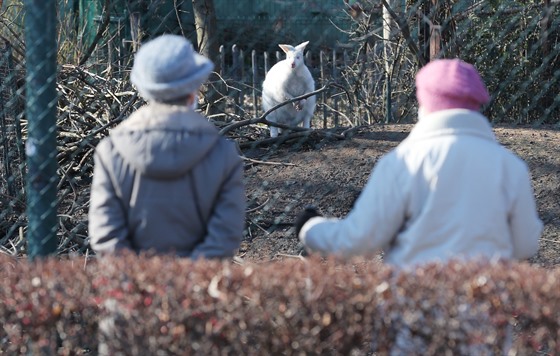 Lidé pozorují klokany za plotem plzeňské zoo, která je uzavřena v rámci...