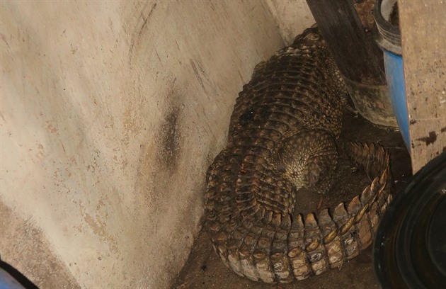 Při požáru domku na Šumpersku překvapil hasiče třímetrový krokodýl