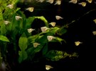 Ostravské zoo se daí vlastní odchov létajících rybiek sekernatek, v em je...