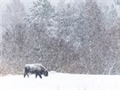 SAVCI: © Jan Pokluda  Bílá tma; Zubr evropský kráející pastvinou navzdory...