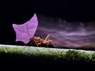 BEZOBRATLÍ: © Petr Bambousek  Mravenec Atta; Mravenci Atta jsou typickými...
