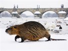 PÍRODA V PRAZE: © Viktoriya Dobrobabenko  Zimní procházka; Kráející bezí...