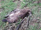 Mrtv kn lesn nali ornitologov na Hodonnsku. Nkdo ho otrvil.