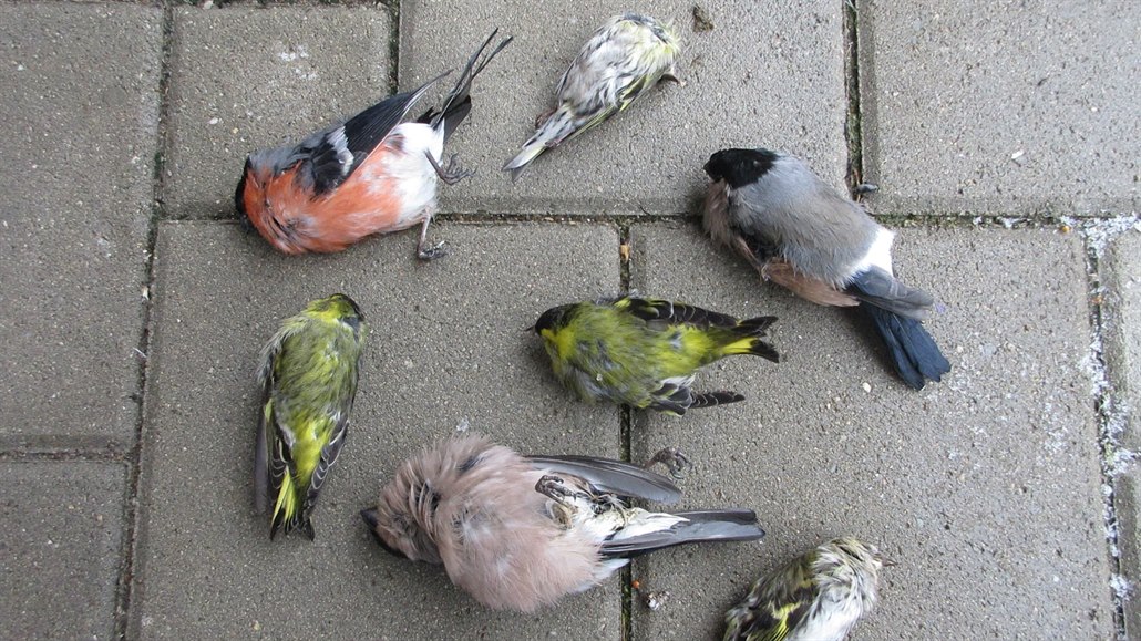 Ptáci umírají kvůli parazitům, kteří se množí v krmítkách.