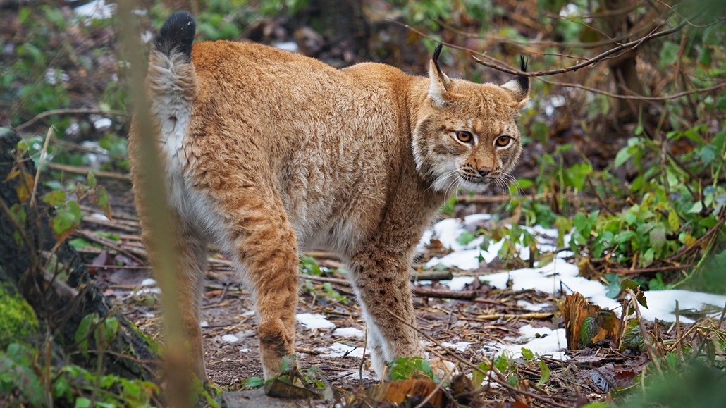 V olomoucké zoo jsou opt k vidní rysi, kteí museli být po dobu oprav a úprav...