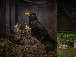 CENA ZA NEJLEPŠÍ FOTOGRAFII ČESKÉ PŘÍRODY: © Igor Mikula – Kos černý (Turdus...