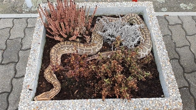 Had ležel v betonovém květináči.
