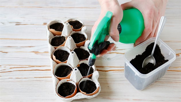 Do každé poloviny skořápky vložte semínko a přihrňte zeminou, kterou udržujte vlhkou, ideálně s pomocí postřikovače.