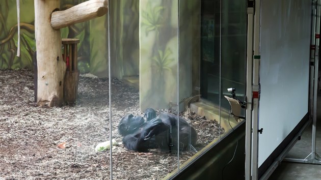 Skupiny šimpanzů ze Safari Parku Dvůr Králové a Zoo Brno se navzájem pozorují skrze internetový přenos.