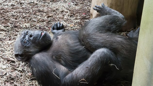 Chybějící návštěvníky vynahrazuje šimpanzům ze Safari Parku Dvůr Králové a Zoo Brno vzájemné pozorování na plátně, na němž běží internetový přenos.
