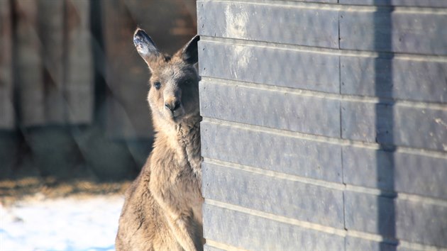 Lid pozoruj klokany za plotem plzesk zoo, kter je uzavena v rmci protiepidemickch opaten.