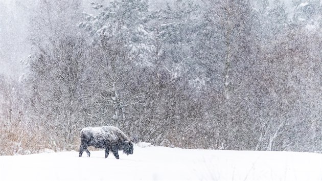 SAVCI:  Jan Pokluda  Bl tma;
Zubr evropsk krejc pastvinou navzdory siln snhov vnici. Foceno pobl Blovskho pralesa, Polsko