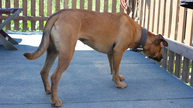 Problematická Tara, kříženka s geny bojového psa a ridgebacka