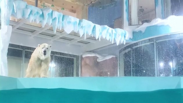 Webkamera ZOO Brno - výběh ledních medvědů - Slow iDNES.tv