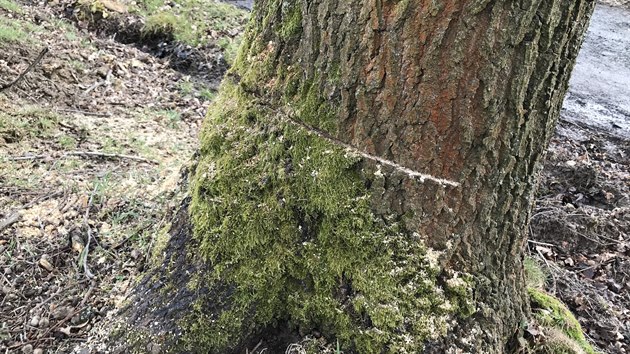 Poškozené stromy v Zašové (březen 2021).