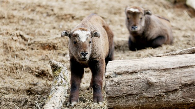 V únoru narozená mláďata takina indického chovatelé pojmenovali Chilli a Hašlerka.