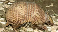 Pásovec kulovitý váí pouze kolem 1,5 kilogramu. Olomoucká zoo získala samce z...