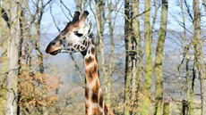 Zlínská zoo pila s nápadem pjovat zvíata na víkend. I kdy jde jen o...