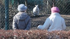 Lidé pozorují klokany za plotem plze�ské zoo, která je uzav�ena v rámci...