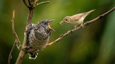 Snímek roku, 1. místo v kategorii Nejlepí fotografie eské pírody